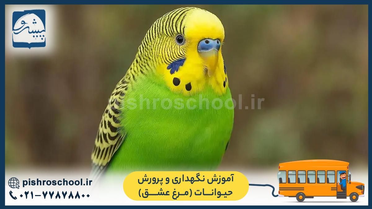 آموزش نگهداری و پرورش حیوانات (مرغ عشق)